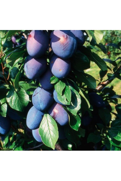 Слива домашня Амерс купити